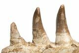 Mosasaur Jaw Section with Eight Teeth - Morocco #225282-4